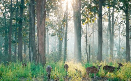 Discover the Wilderness of Nagarhole National Park Safari