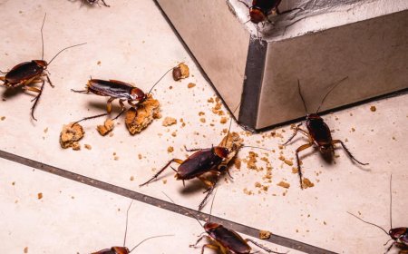 Why Professional Pest Control and Exterminators Are Essential for Effective Termite Control Services