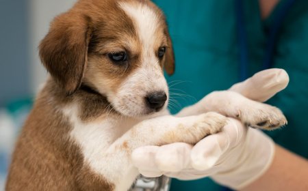 The Critical Role of Emergency Veterinary Services in Poisoning Treatment for Pets