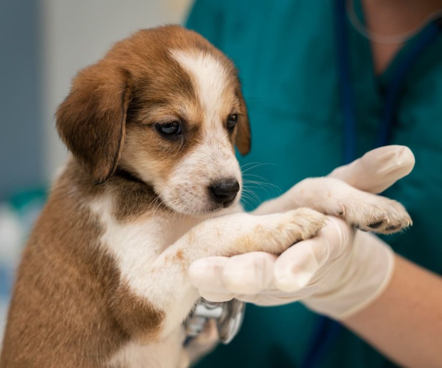 The Critical Role of Emergency Veterinary Services in Poisoning Treatment for Pets