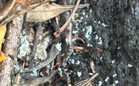 Conquer Creepy Crawlers and Rodents: Trusted Pest Control for Parkdale Homes