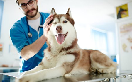 How a Course for Animal Care Can Kickstart Your Dream Career