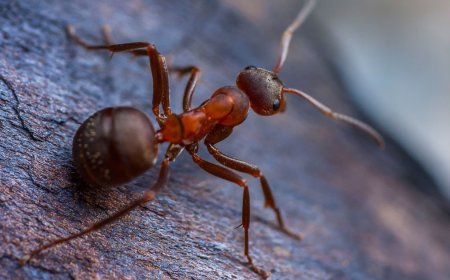 Say Goodbye to Pests: Safe and Effective Pest Control in Albanvale, Sunshine & Greenvale