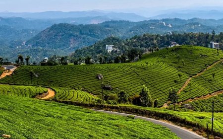 Tea Trails and Misty Hills: A Munnar Escape