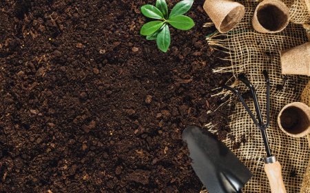 How Smart Landscaping Keeps Auckland Green and Growing