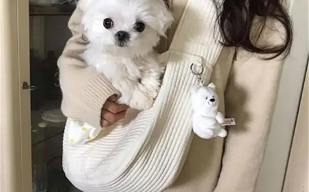 Stylish and Practical: Why Dog Handbags Are a Must-Have for Pet Lovers