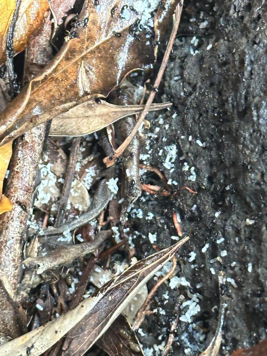 Conquer Creepy Crawlers and Rodents: Trusted Pest Control for Parkdale Homes