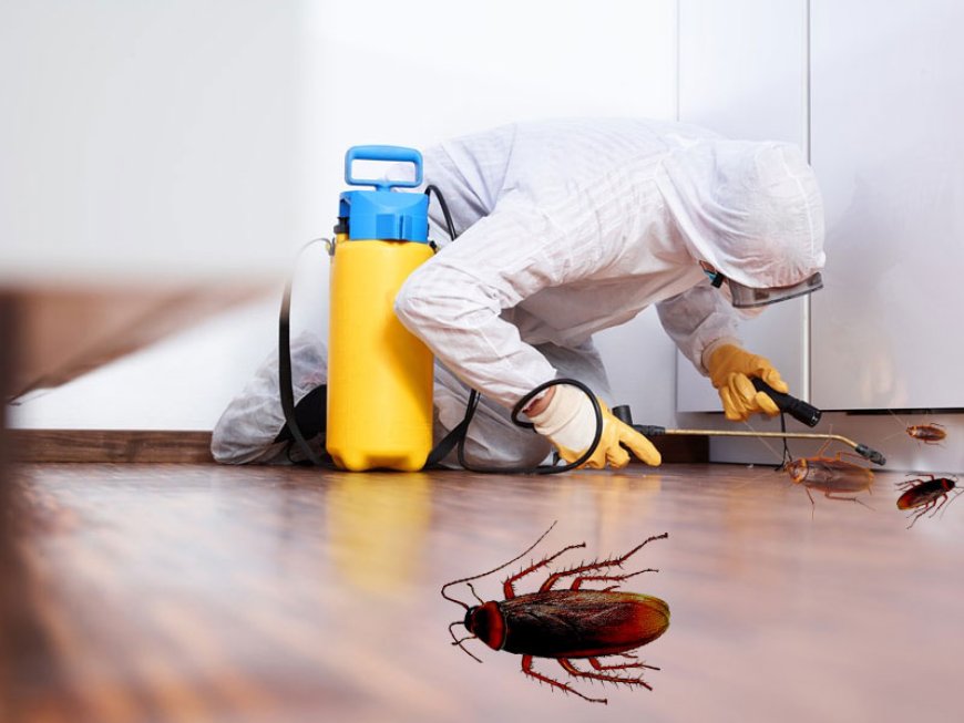 Effective Pest Control in Dubai: Keep Your Home Pest-Free