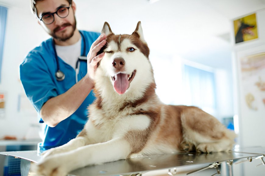 How a Course for Animal Care Can Kickstart Your Dream Career